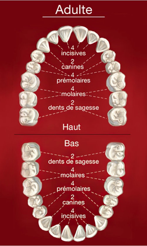 orthodontiste Guilherand Granges